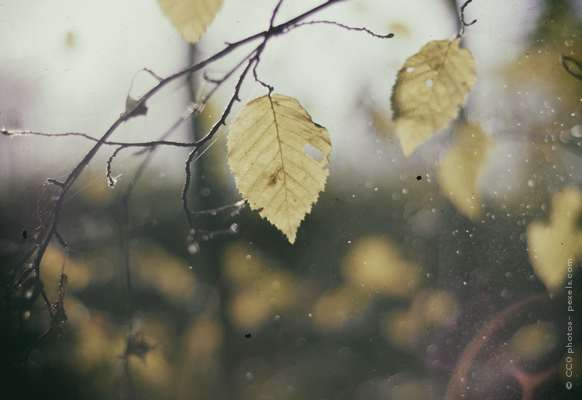 Herbstbl+ñtter_Regen